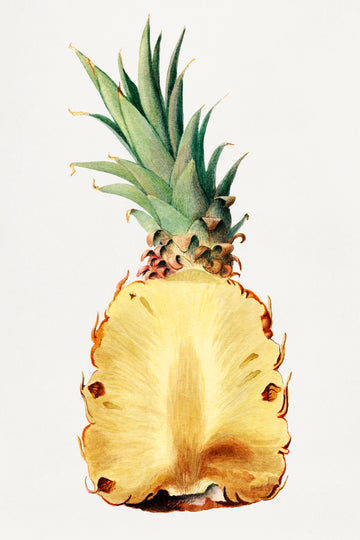 Akoestisch schilderij met Vintage illustratie van een gehalveerde ananas