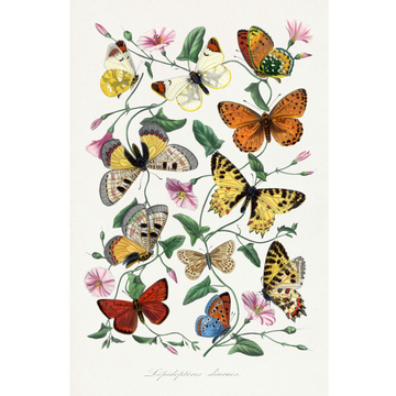 Vlinders en motten tekening - Paul Gervais - AkoestischeMuur