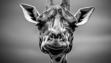 Giraffe close-up zwart wit - AkoestischeMuur