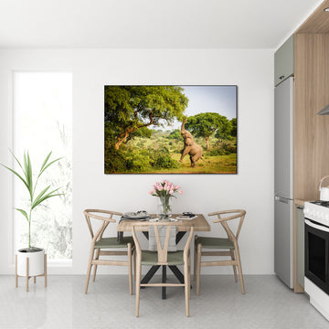 Afrikaanse Olifant in de natuur - AkoestischeMuur