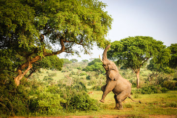 Afrikaanse Olifant in de natuur - AkoestischeMuur