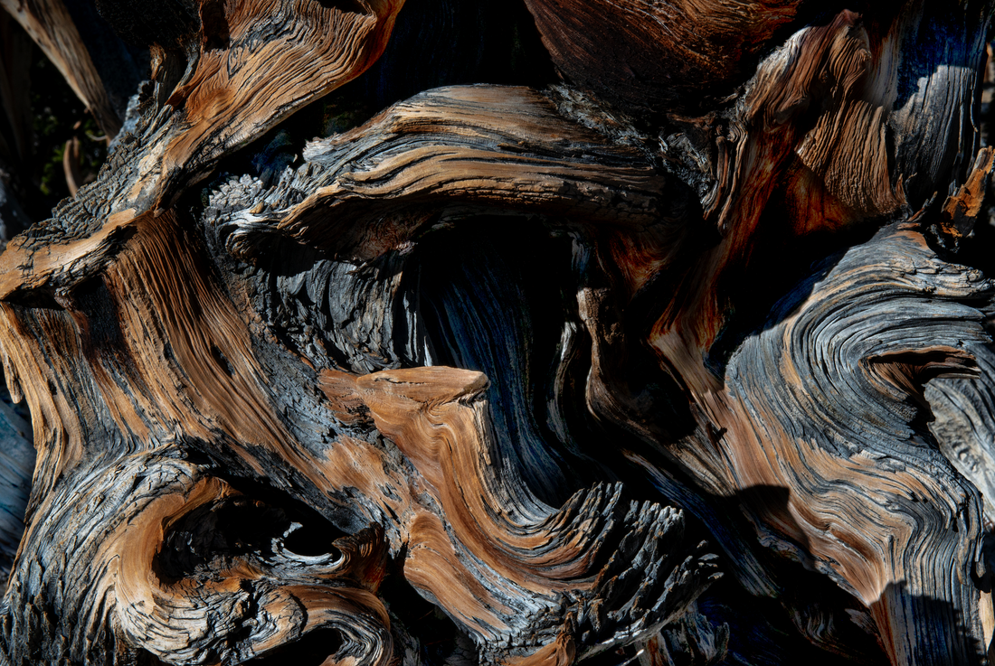 Akoestisch schilderij Abstracte bomenstructuur