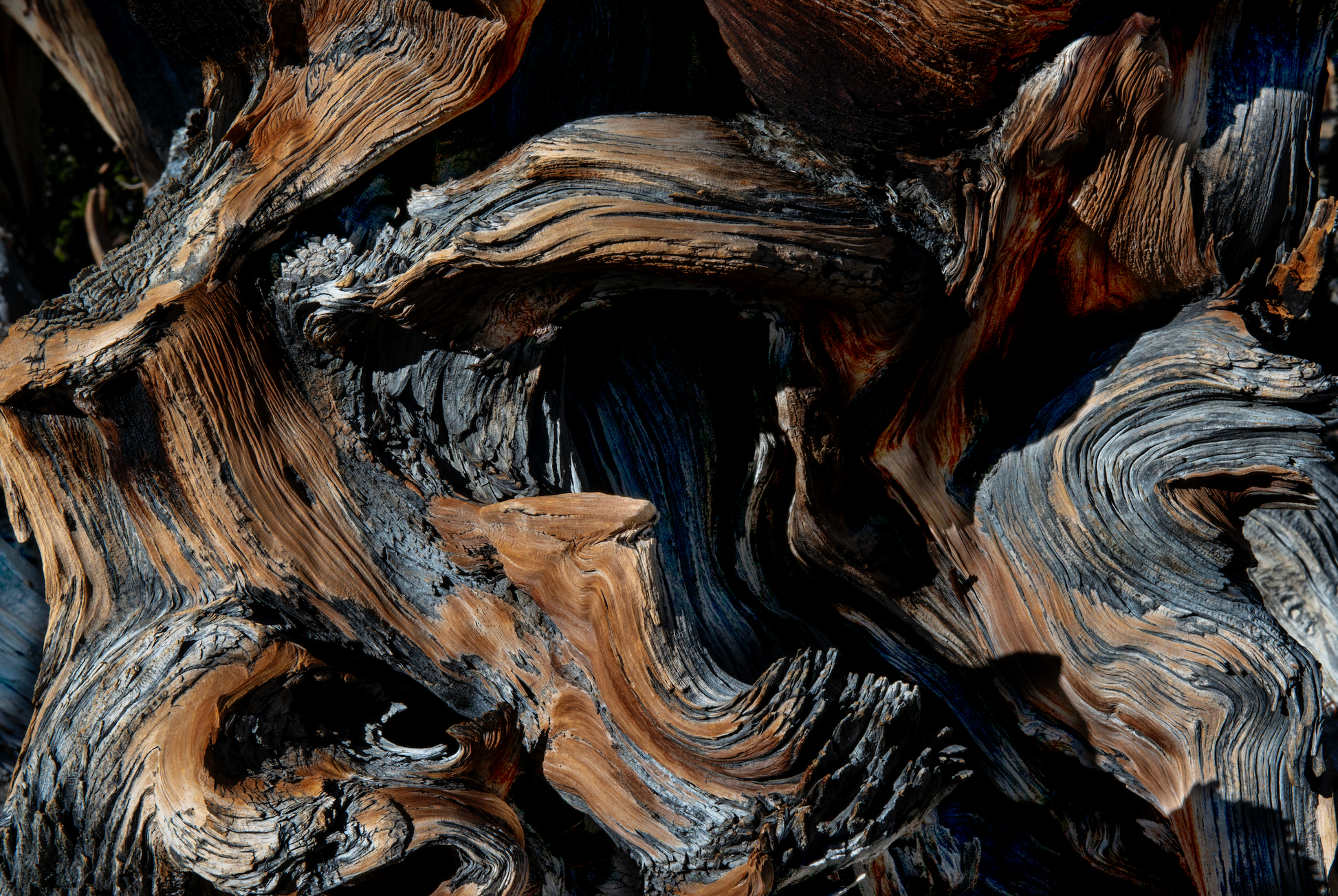 Akoestisch schilderij Abstracte bomenstructuur