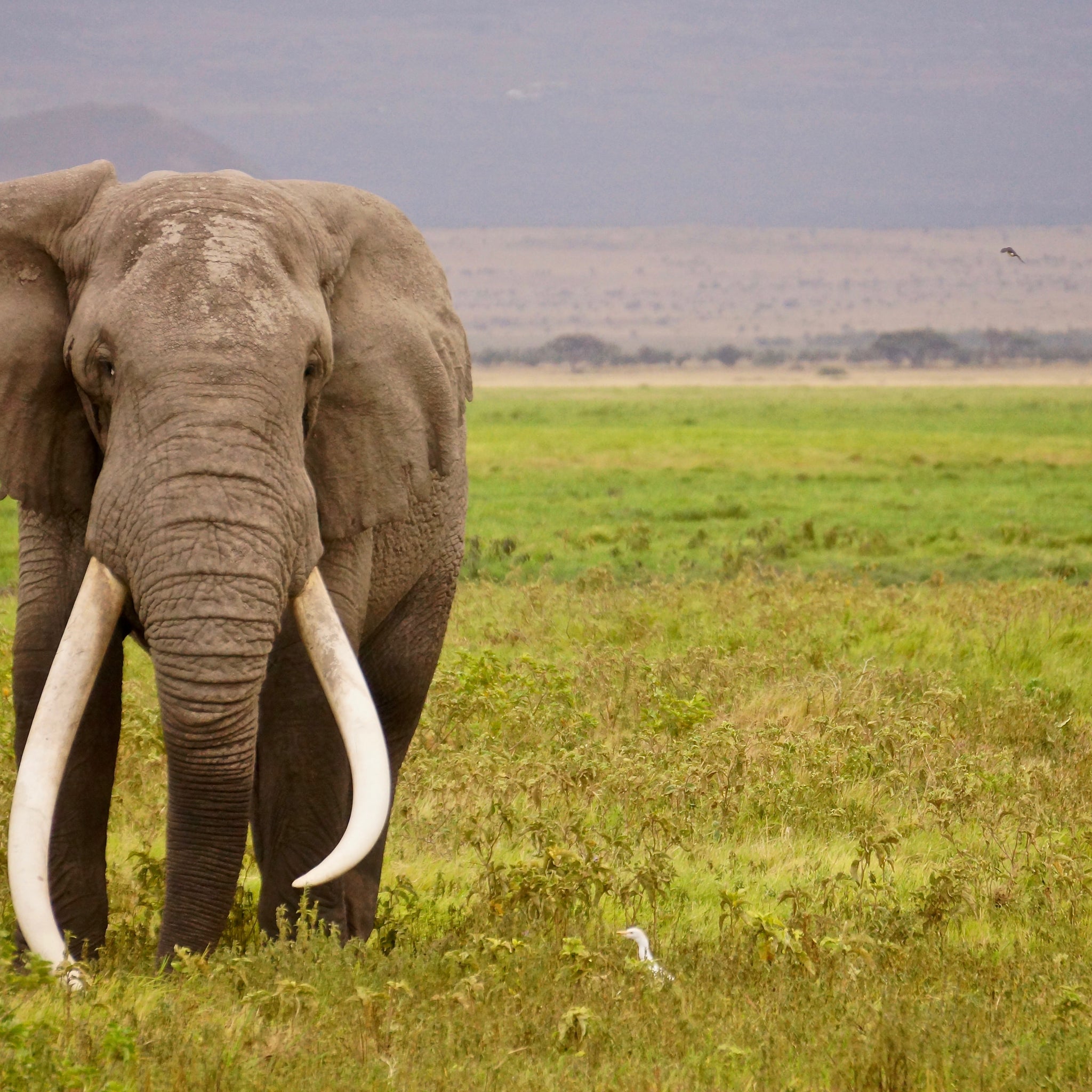 Akoestisch schilderij met Afrikaanse olifant in het wild