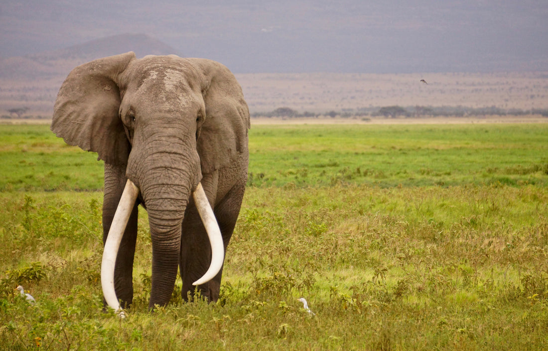 Akoestisch schilderij met Afrikaanse olifant in het wild