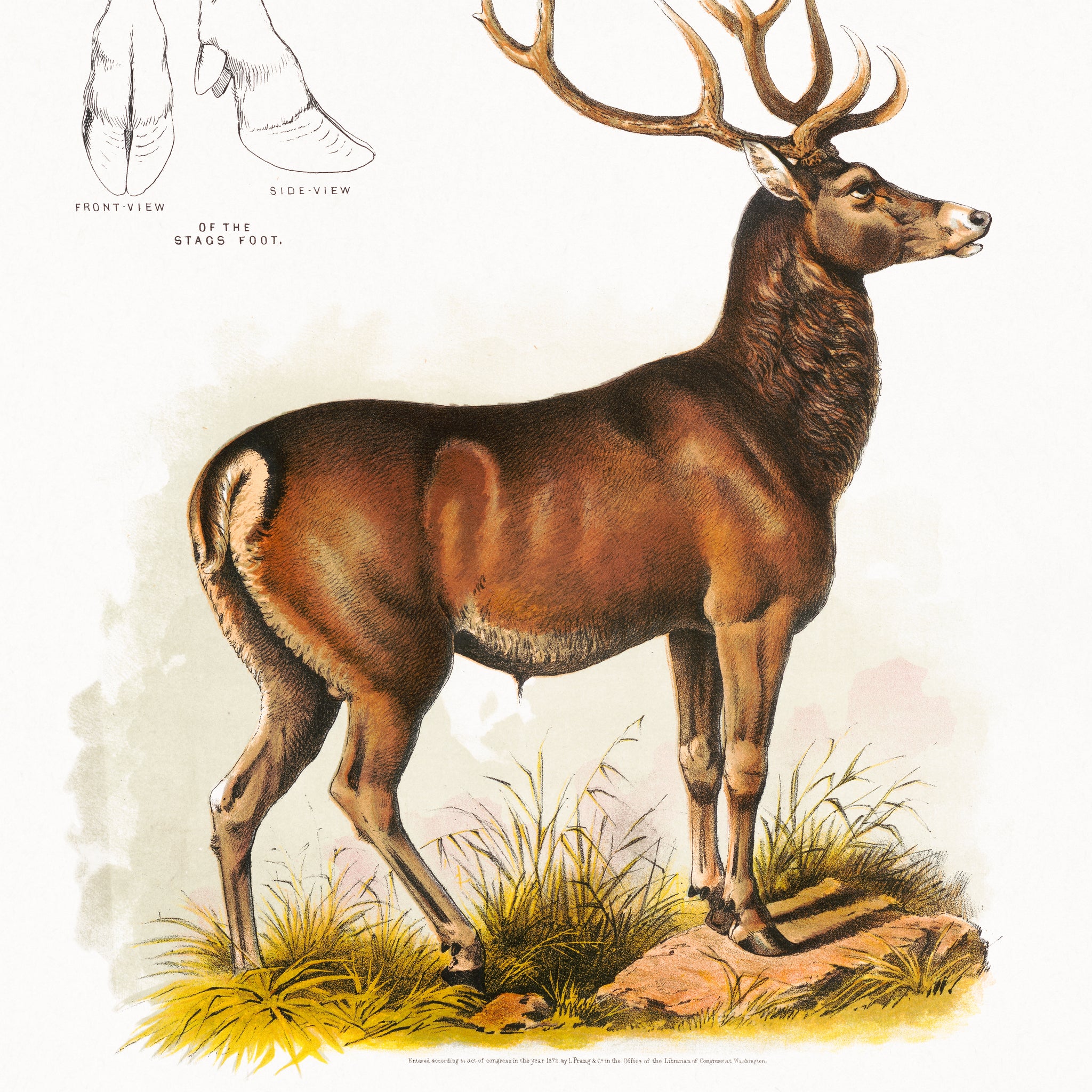 Akoestisch schilderij met Amerikaanse Eland - Illustratie uit 1872