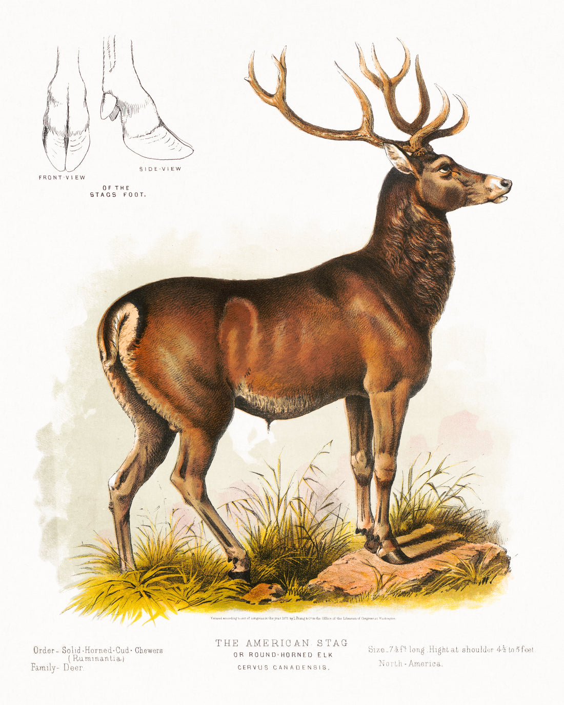 Akoestisch schilderij met Amerikaanse Eland - Illustratie uit 1872