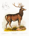 Akoestisch schilderij met Amerikaanse Eland - Illustratie uit 1872