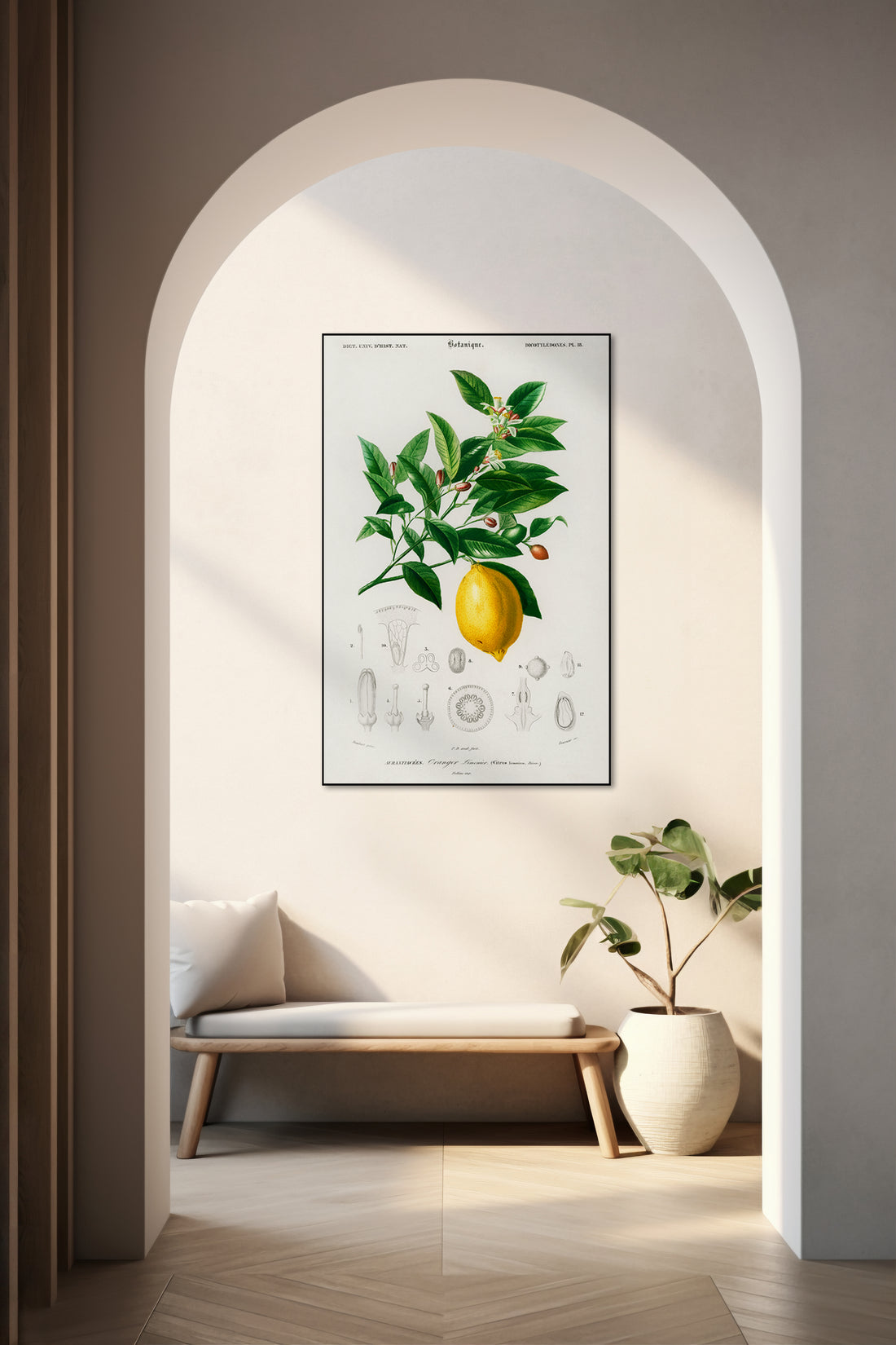 Akoestisch schilderij met Citroen illustratie D’Orbigny