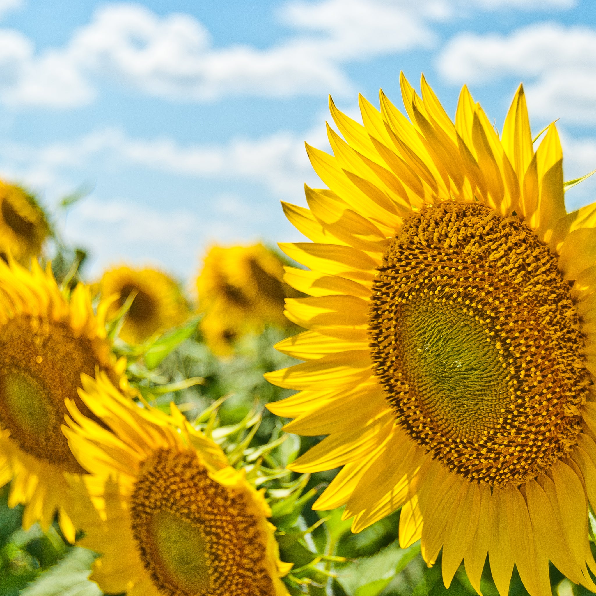 Akoestisch schilderij met Grote zonnebloemen in bloei