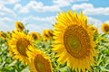 Akoestisch schilderij met Grote zonnebloemen in bloei