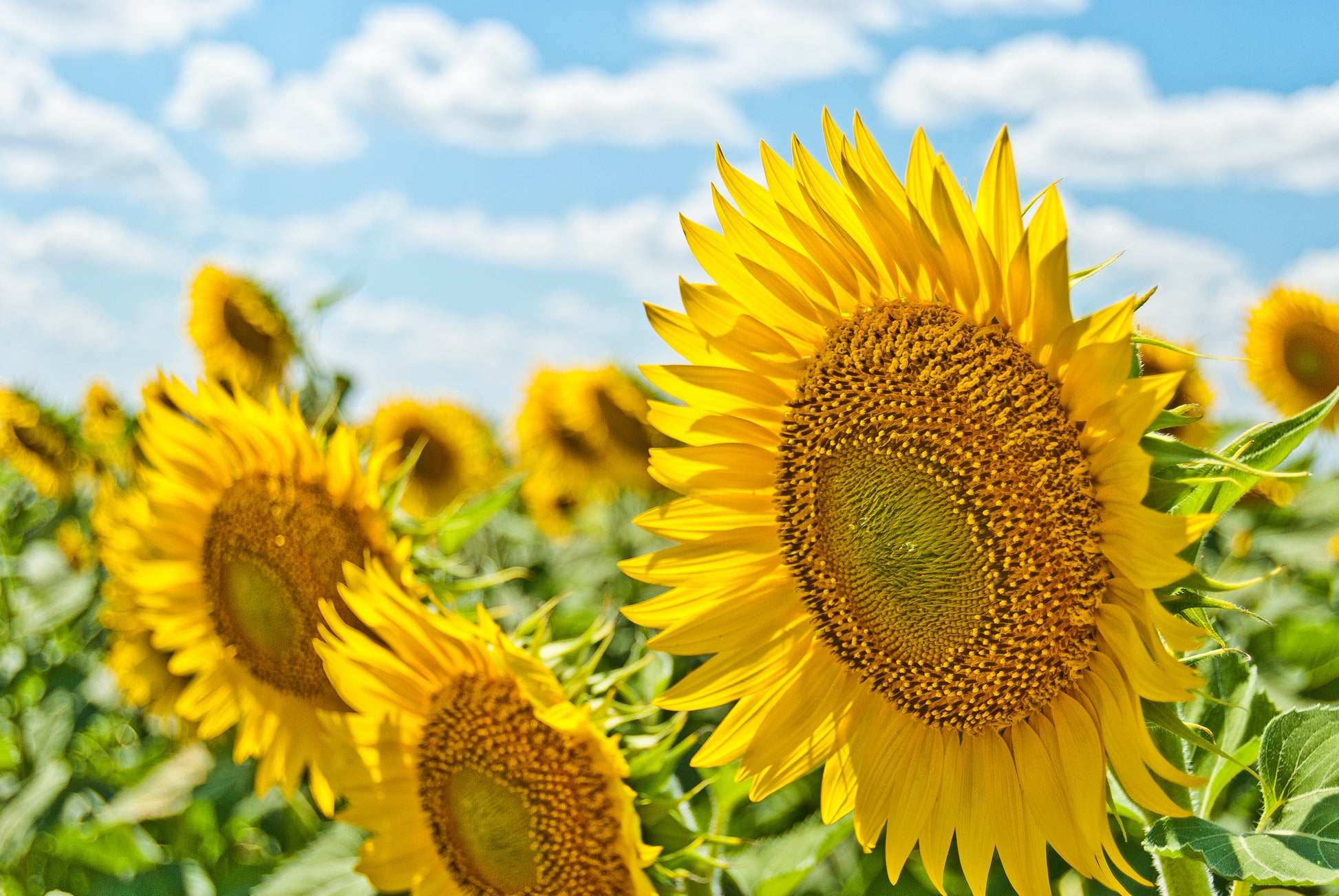 Akoestisch schilderij met Grote zonnebloemen in bloei
