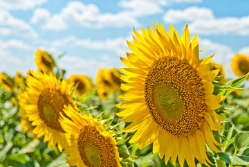 Akoestisch schilderij met Grote zonnebloemen in bloei