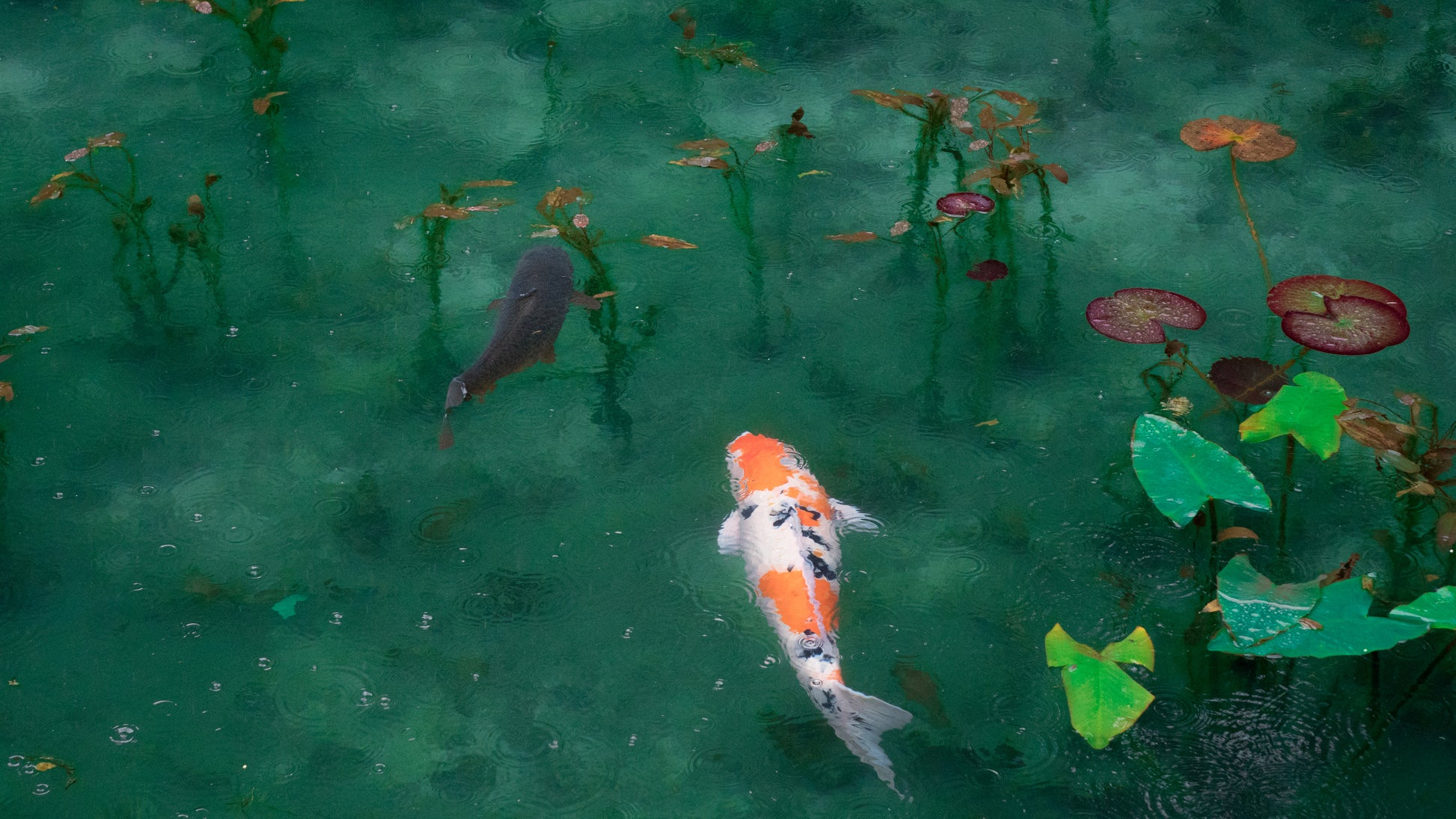 Akoestisch schilderij met Koi karpers in vijver – Japan