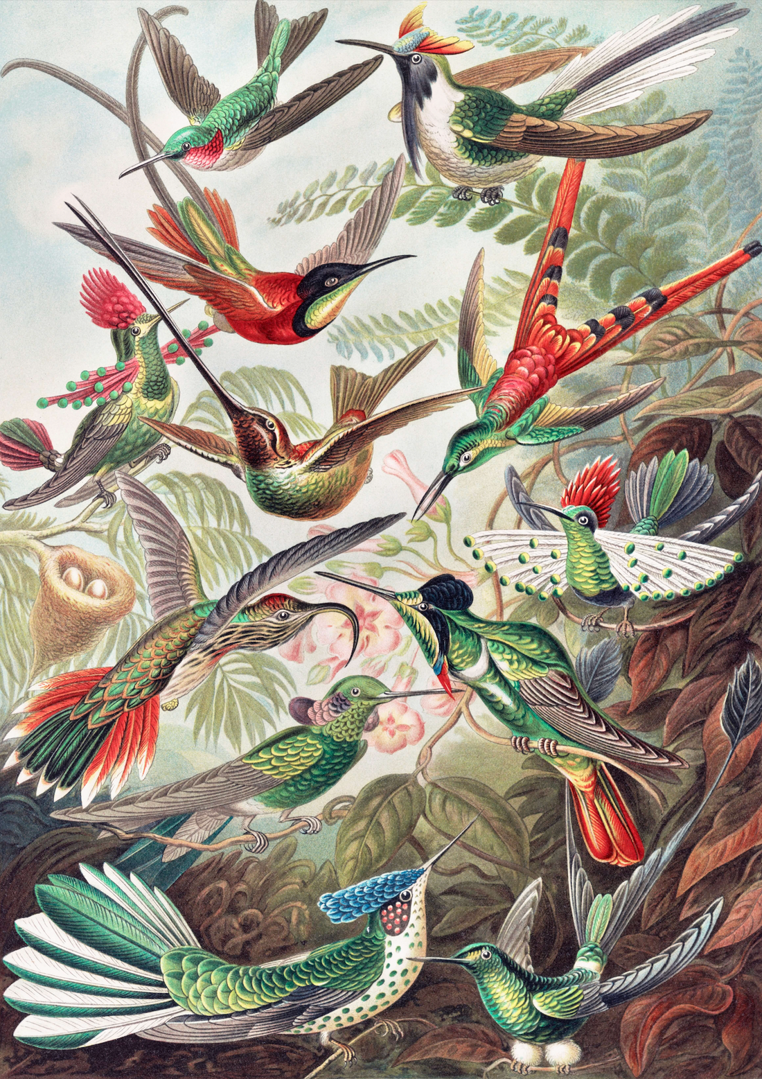 Akoestisch schilderij met Kolibries - Ernst Haeckel
