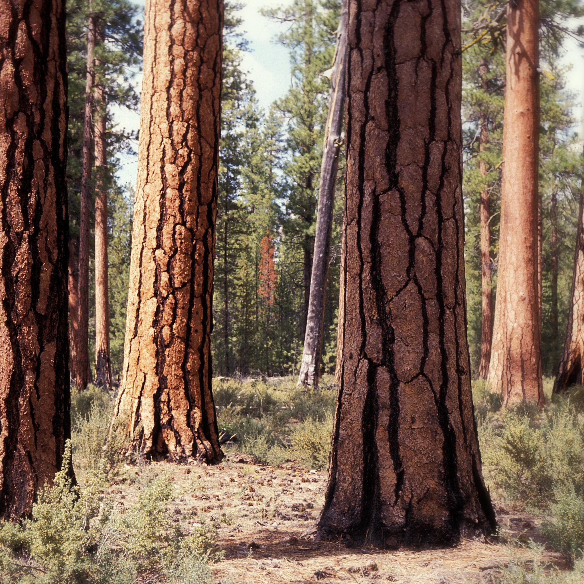 Akoestisch schilderij met Oeroude dennen in Deschutes