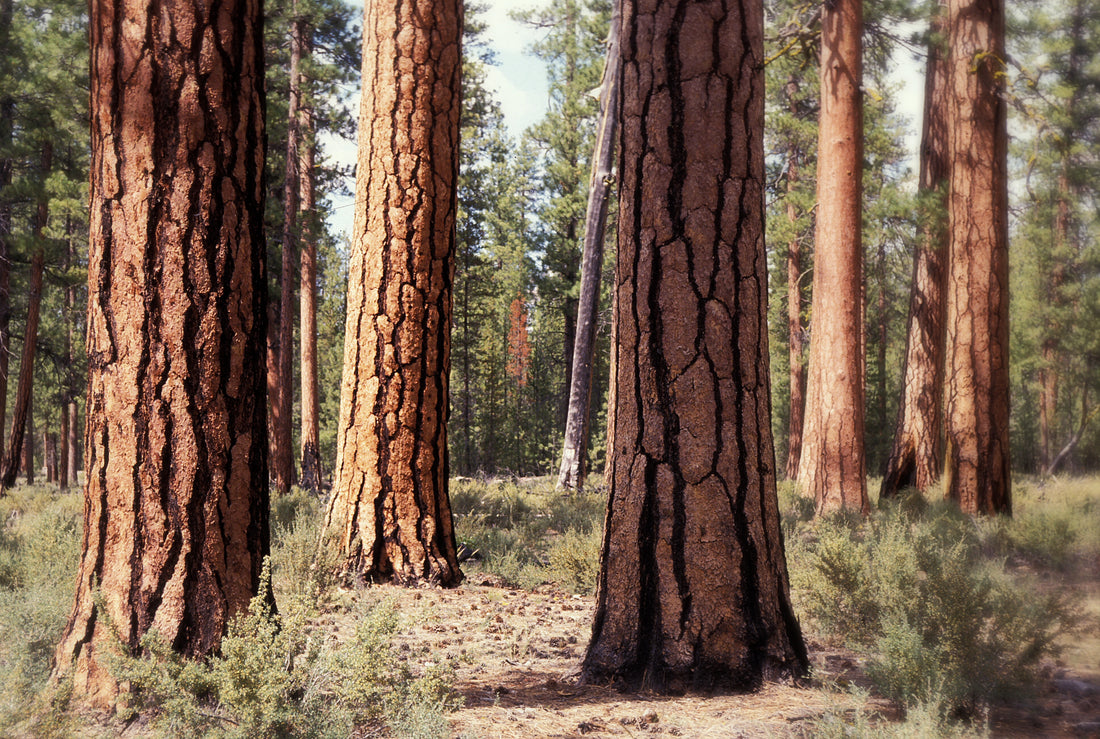 Akoestisch schilderij met Oeroude dennen in Deschutes