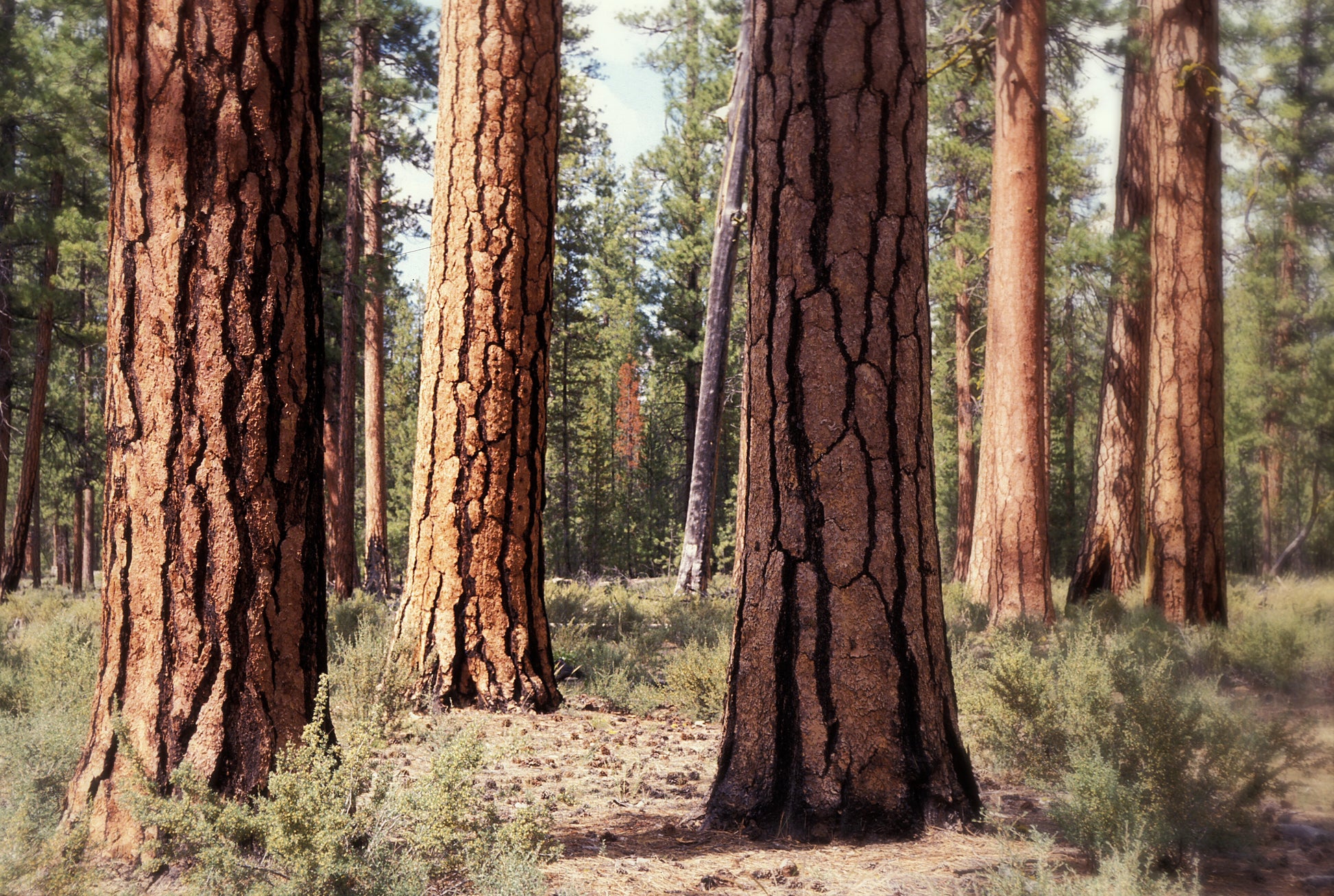 Akoestisch schilderij met Oeroude dennen in Deschutes