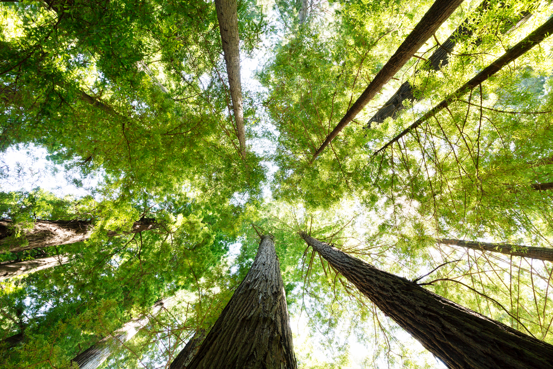 Akoestisch schilderij met Redwood National and State Park