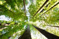 Akoestisch schilderij met Redwood National and State Park