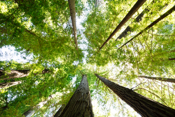Akoestisch schilderij met Redwood National and State Park