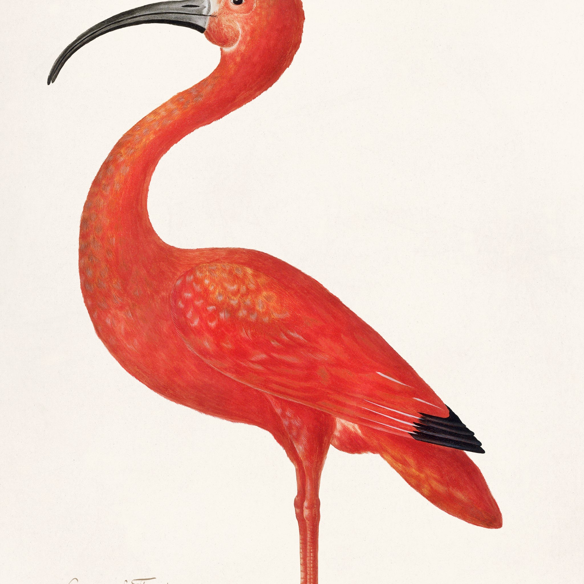 Akoestisch schilderij met Rode Ibis met Ei (1699-1700) - Maria Sibylla Merian