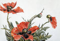 Akoestisch schilderij met Rode Klaprozen