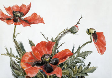 Akoestisch schilderij met Rode Klaprozen