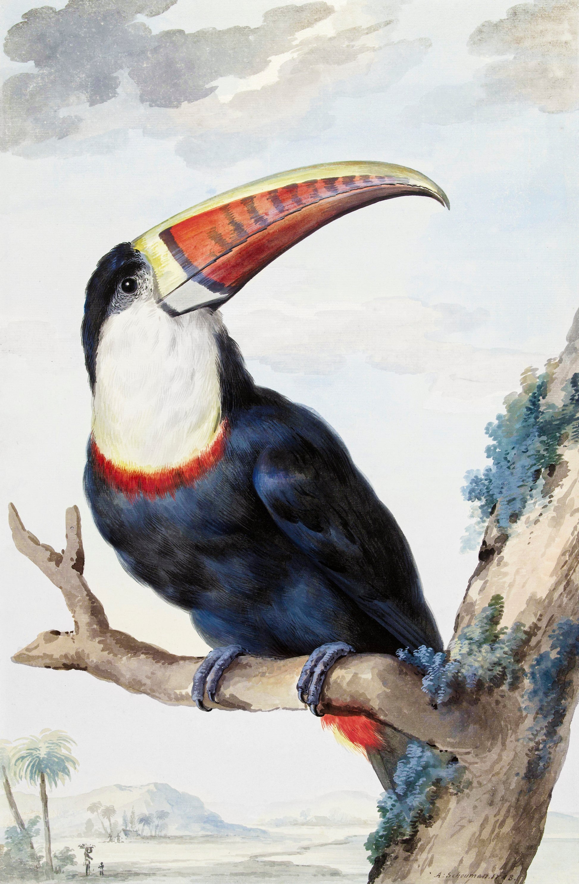 Akoestisch schilderij met Roodbektoekan (1748) - Aert Schouman