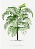 Akoestisch schilderij met Vintage palmboom illustratie