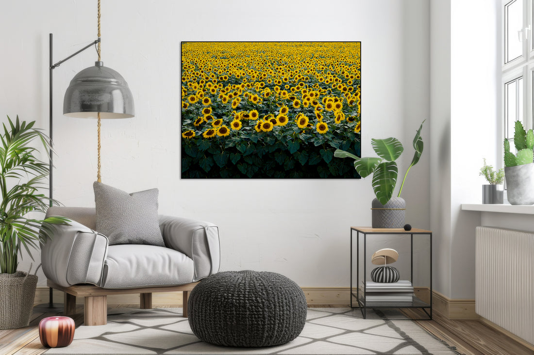 Akoestisch schilderij met Zonnebloemen in Wisconsin - Carol M. Highsmith