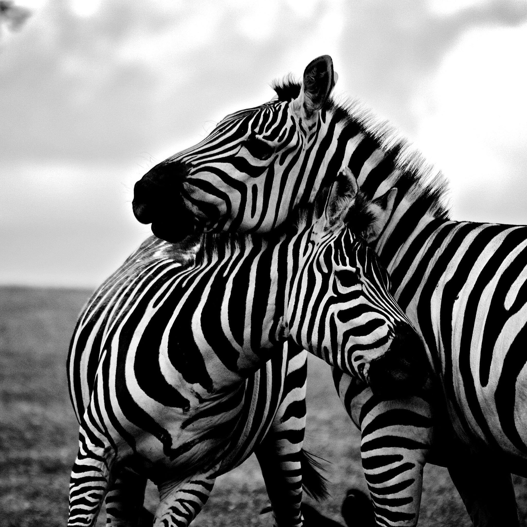 Akoestisch schilderij met Zwart-witte Zebra