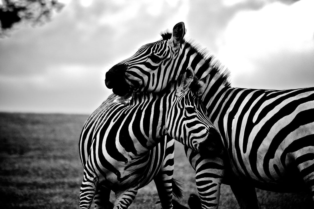 Akoestisch schilderij met Zwart-witte Zebra