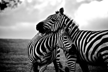 Akoestisch schilderij met Zwart-witte Zebra