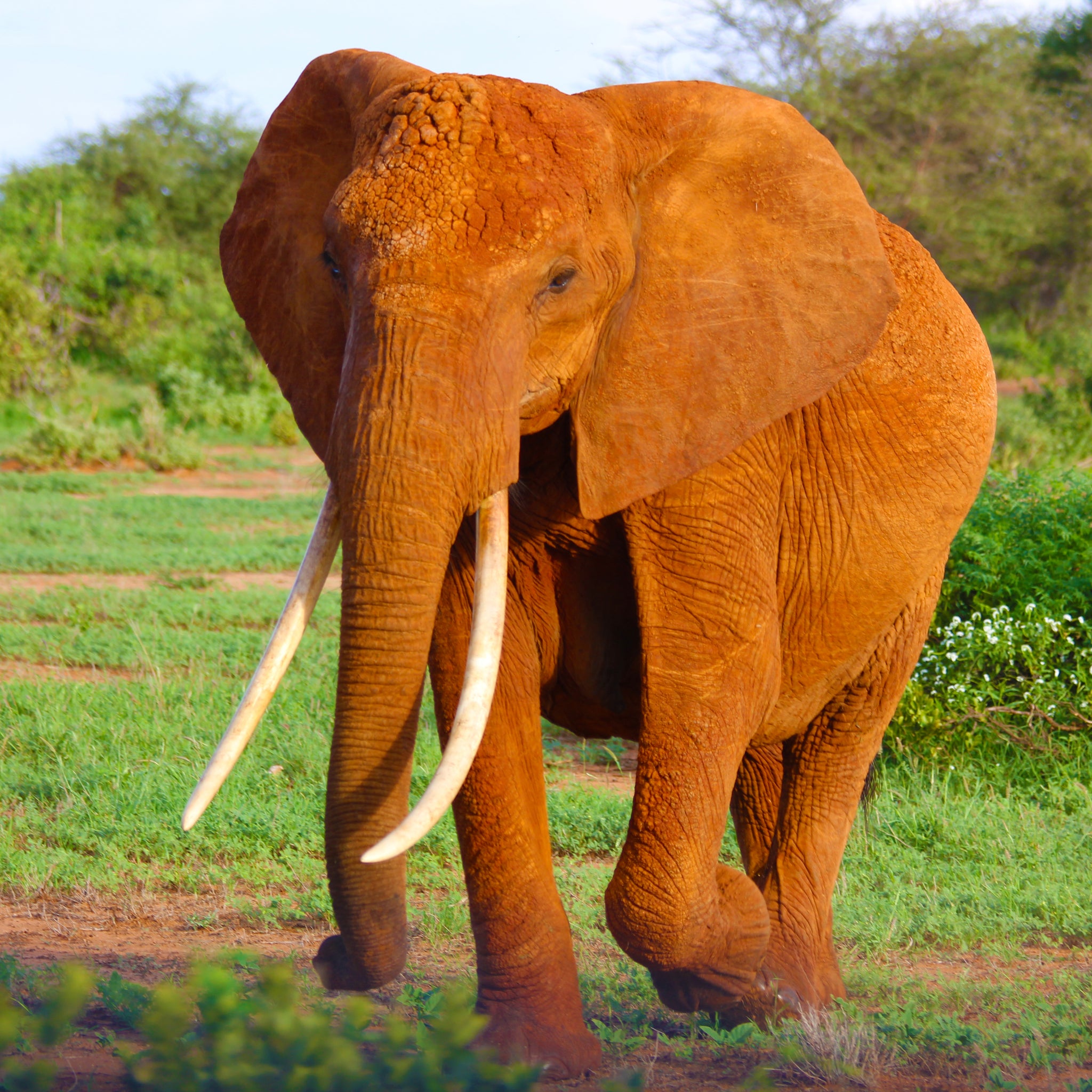 Olifant in het wild met zonlicht - AkoestischeMuur