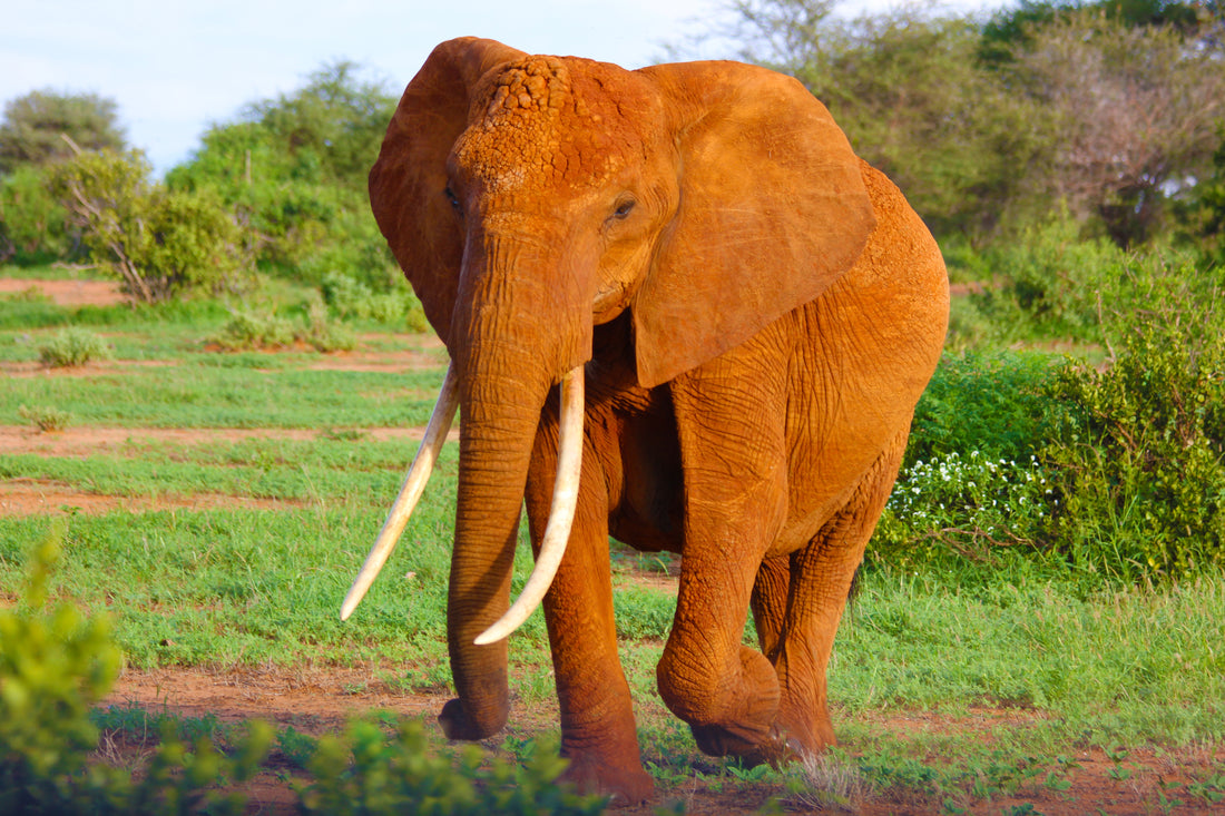 Olifant in het wild met zonlicht - AkoestischeMuur