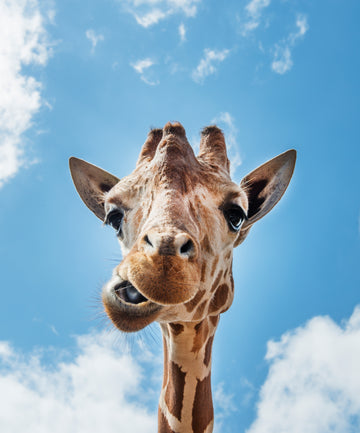 Giraffe close-up - AkoestischeMuur