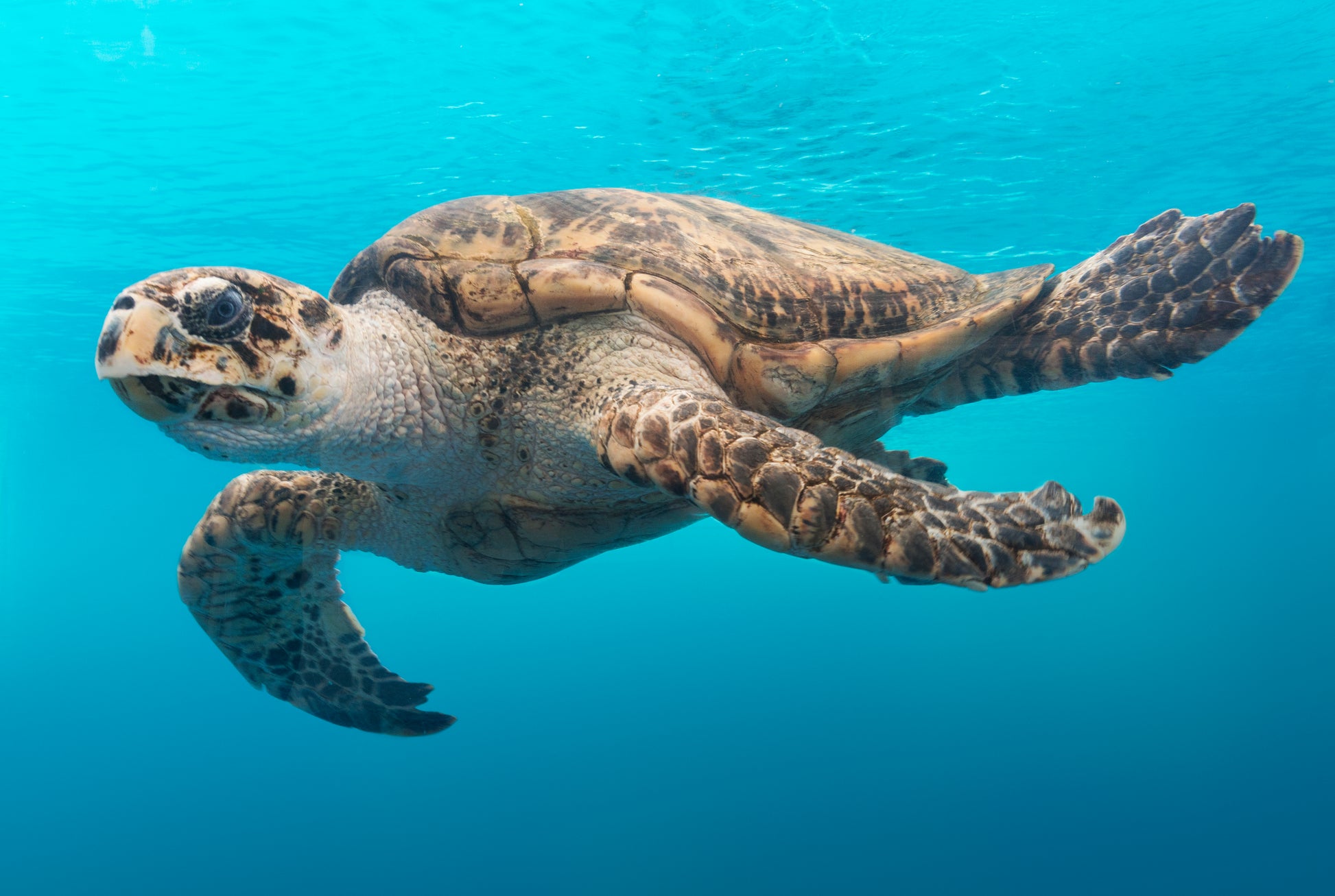 Schildpad in het water - AkoestischeMuur