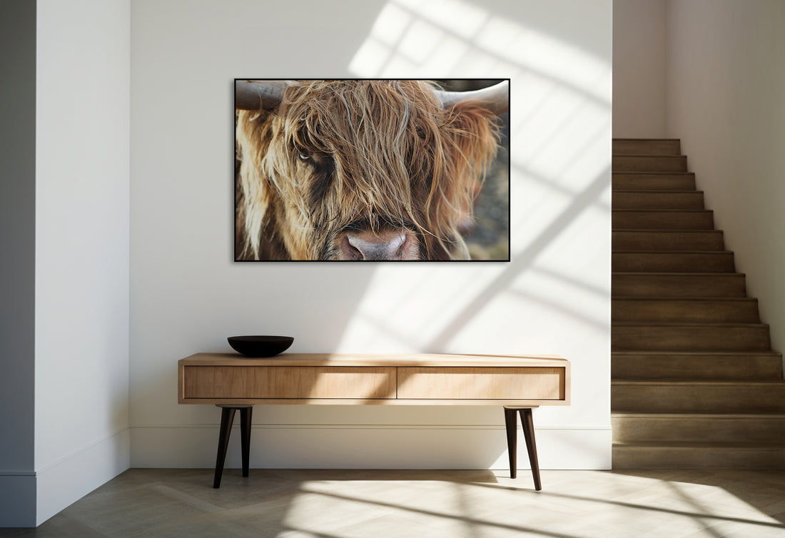 Oog in oog met een Schotse hooglander - AkoestischeMuur