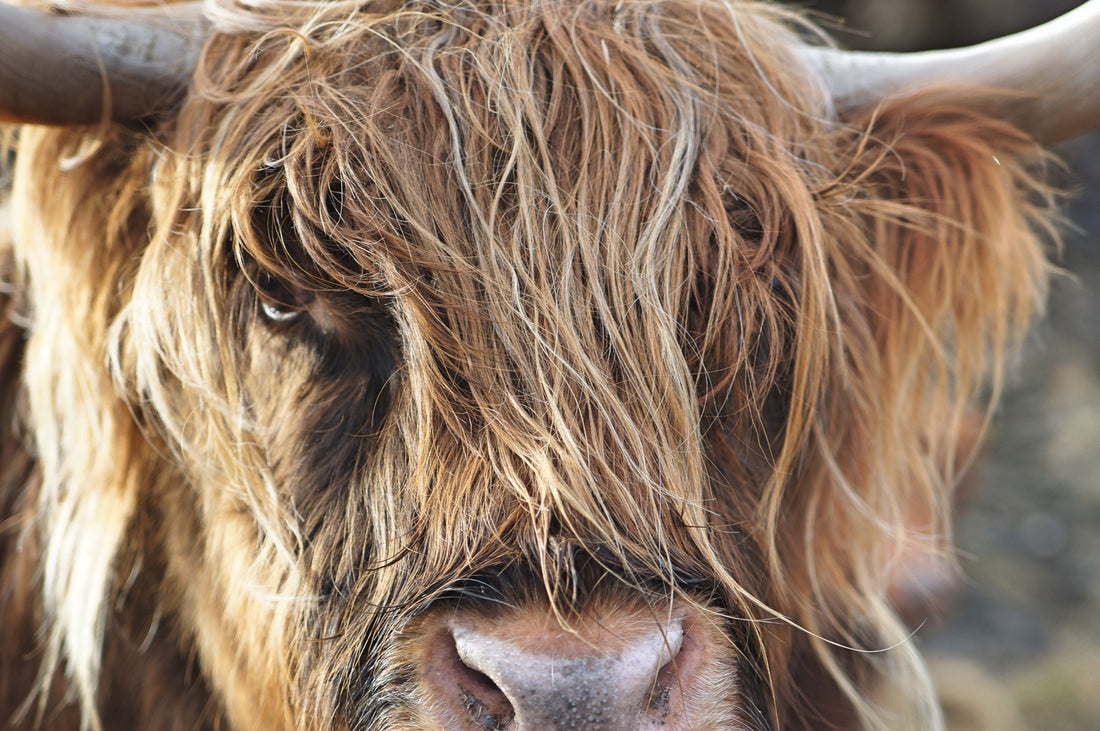 Oog in oog met een Schotse hooglander - AkoestischeMuur