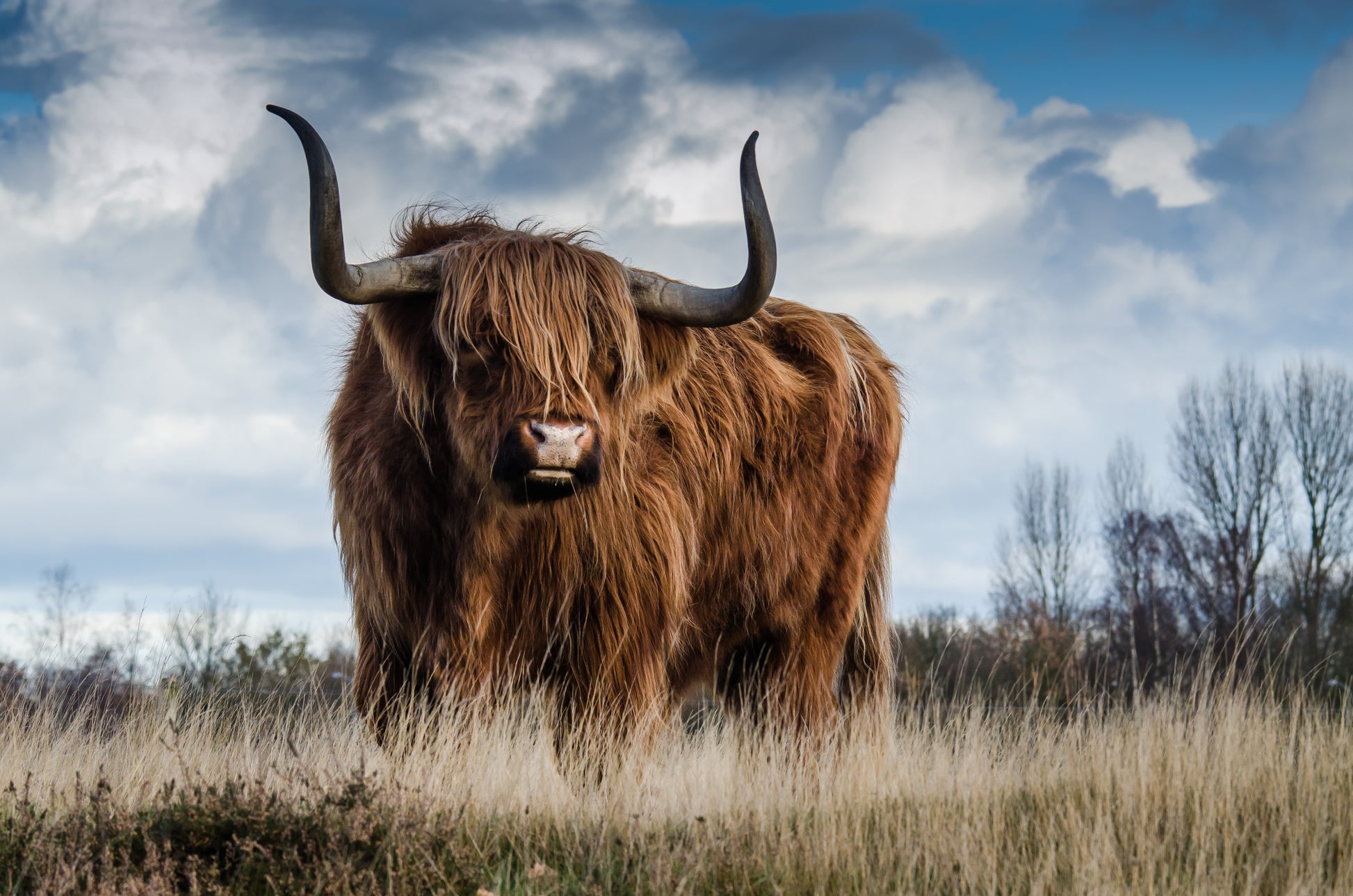 Schotse hooglander in de natuur - AkoestischeMuur