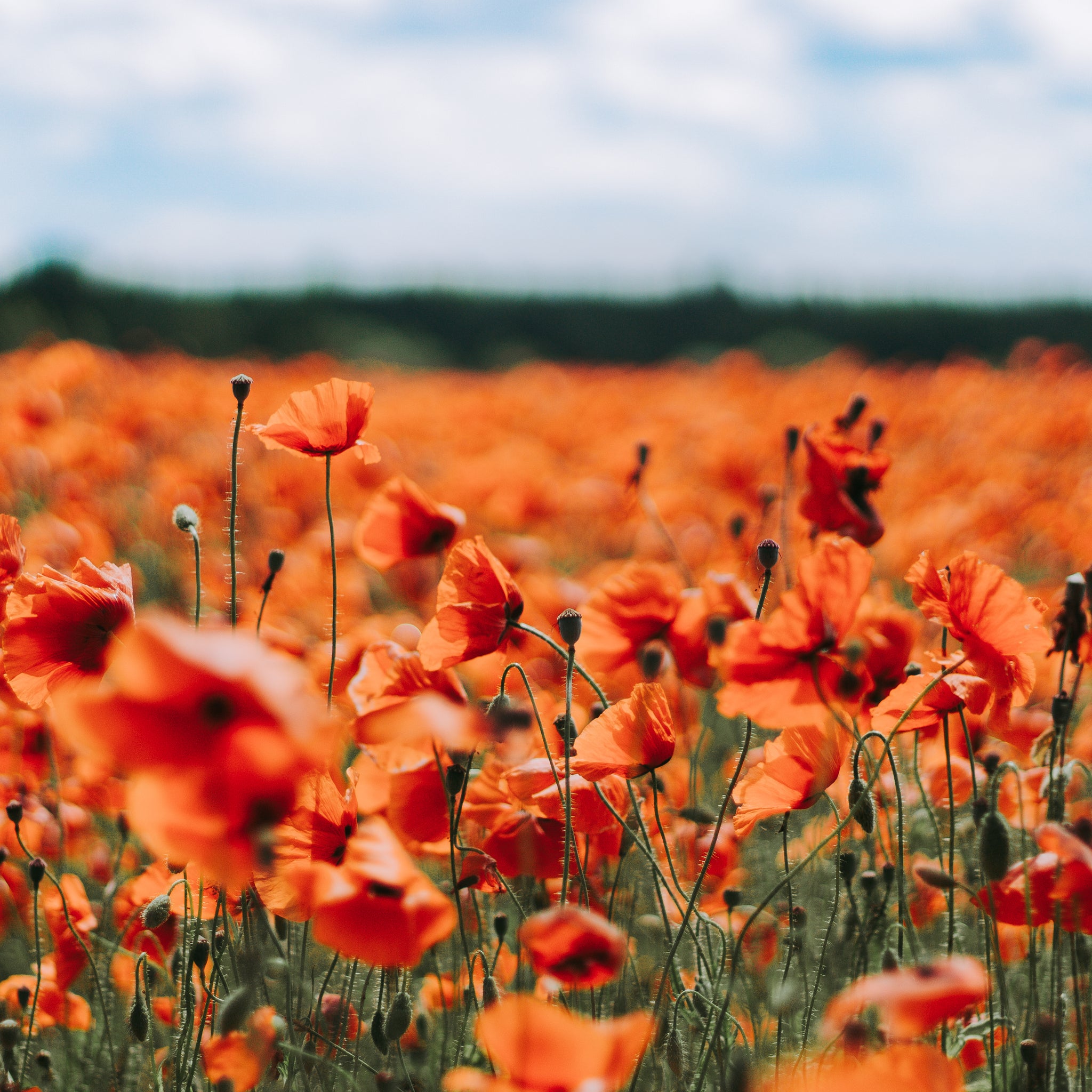 Rood Klaprozenveld