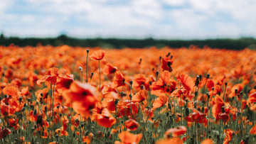 Rood Klaprozenveld
