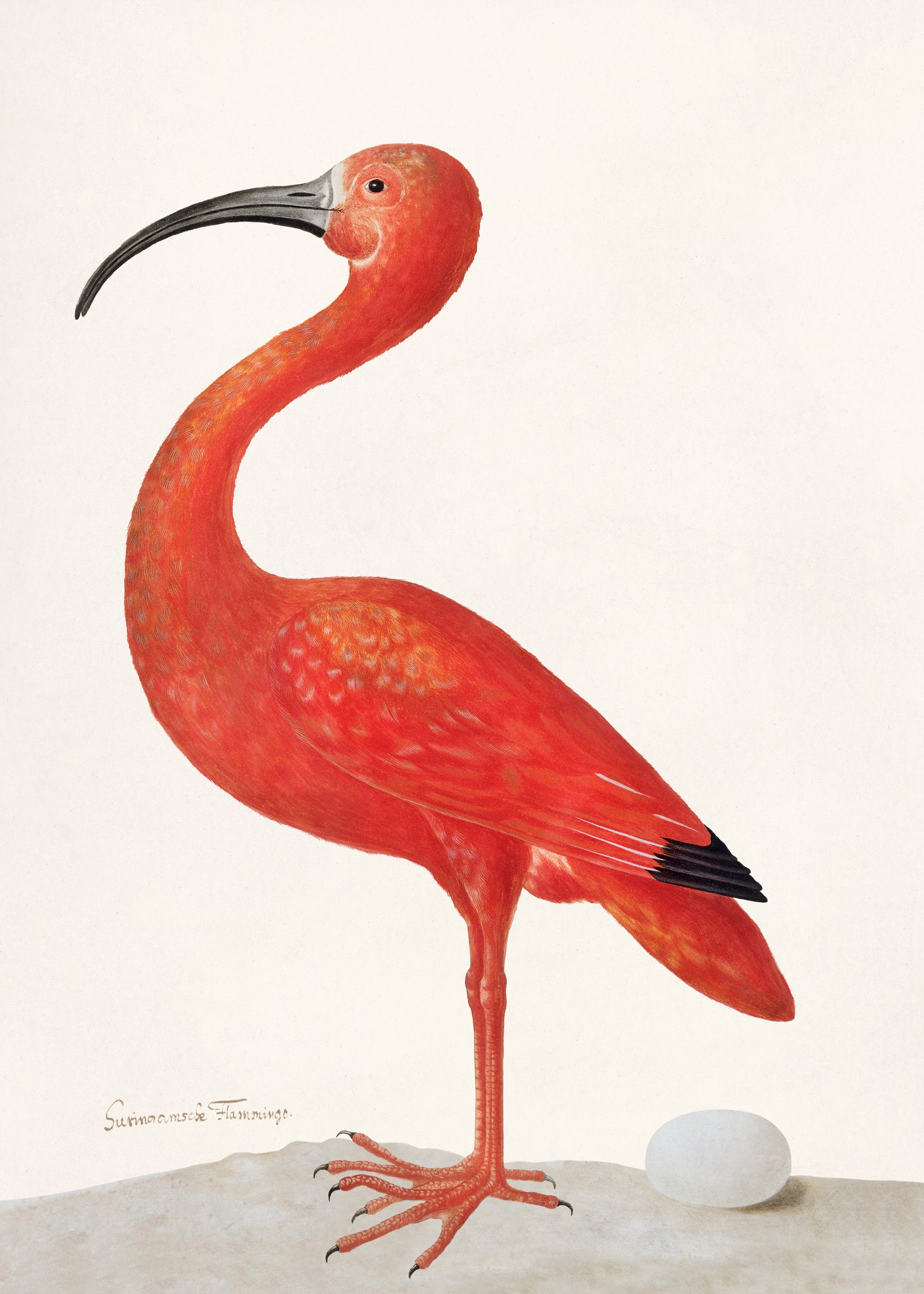 Flamingo met ei - Sibylla Merian - AkoestischeMuur