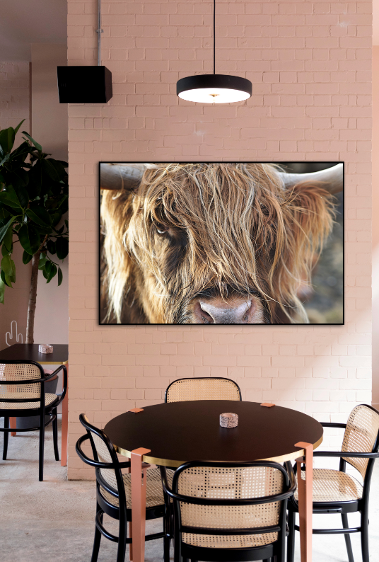 Oog in oog met een Schotse hooglander - AkoestischeMuur