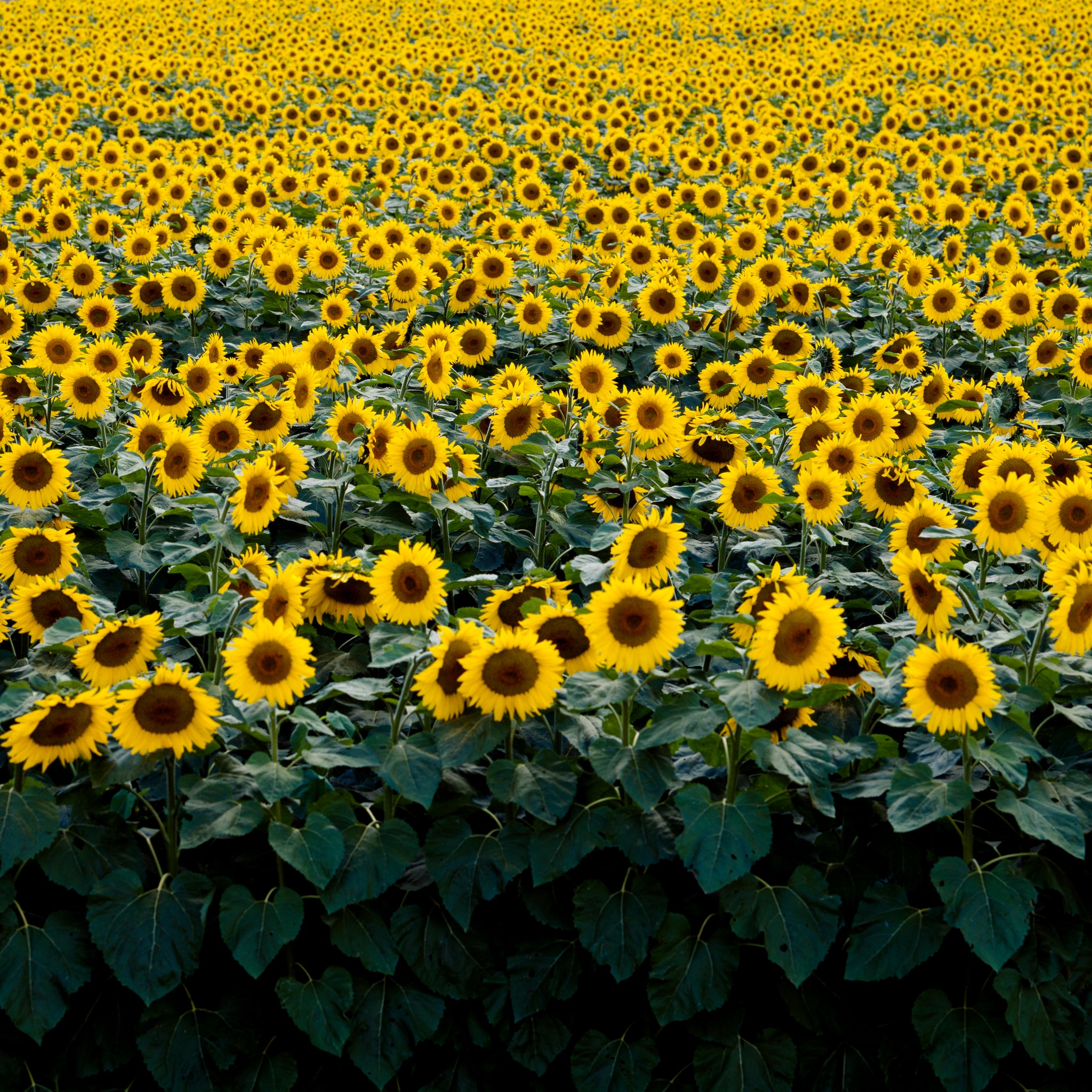 Zonnebloemenveld -  Carol M. Highsmit - AkoestischeMuur