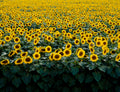 Zonnebloemenveld -  Carol M. Highsmit - AkoestischeMuur