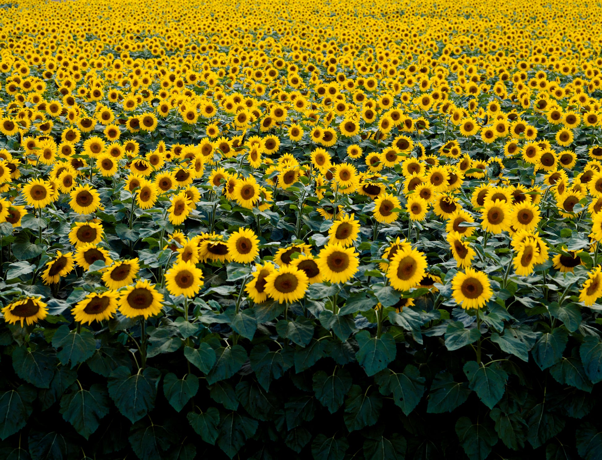 Zonnebloemenveld -  Carol M. Highsmit - AkoestischeMuur