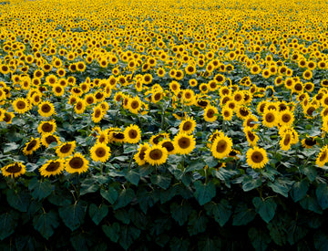 Zonnebloemenveld -  Carol M. Highsmit - AkoestischeMuur
