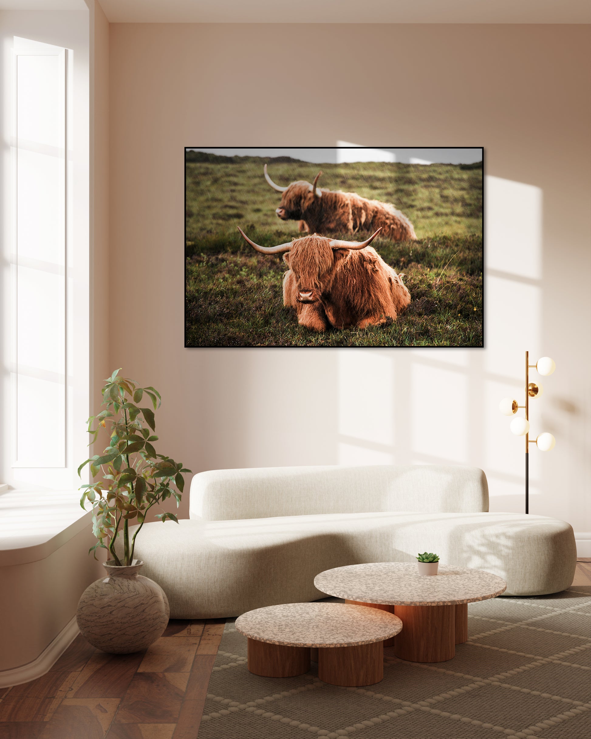 Twee schotse hooglanders in de regen - AkoestischeMuur